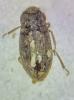 Helophorus sp.